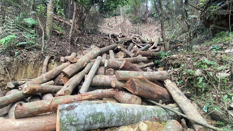 Hiện trường một vụ phá rừng tại huyện Chợ Đồn (Bắc Kạn) trong tháng 4/2023.