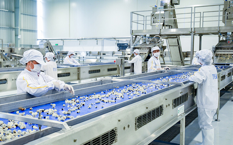 Chế biến hoa quả tươi và thảo dược tại nhà máy của Tập đoàn TH (huyện Vân Hồ, tỉnh Sơn La). (Ảnh TUỆ LINH)