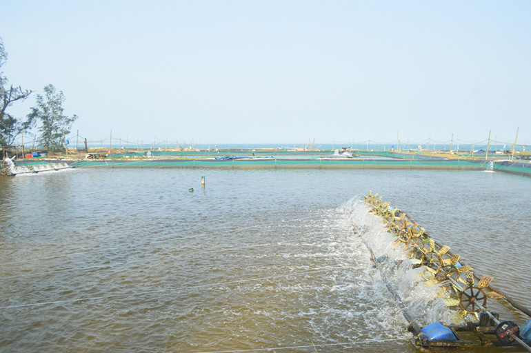 Trên lĩnh vực nuôi trồng thủy sản, tỉnh Quảng Ngãi áp dụng nhiều mô hình nuôi tiên tiến, mang lại hiệu quả cao.