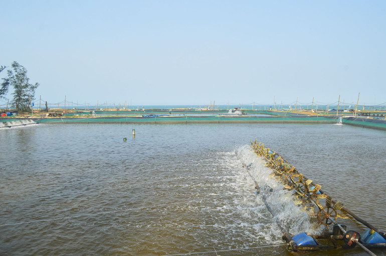 Vùng nuôi tôm trên cát ở huyện Mộ Đức.