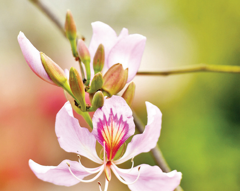 Bông hoa ban tím khoe sắc.