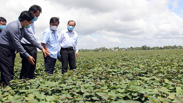 Mô hình trồng khoai ứng dụng công nghệ ở huyện Bình Tân.