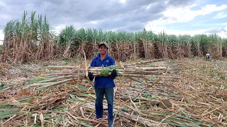 Nông dân phấn khởi bước vào vụ thu hoạch2023-2024 với chính sách thu mua mía tăng 10-15% so với niên vụ trước từ TTC AgriS