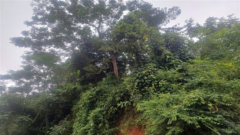 Phía trên ngọn đồi cạnh đó, gia đình chị Đoàn Thị Minh, không đồng ý thỏa thuận san gạt đồi, vẫn đang ở trên đồi.