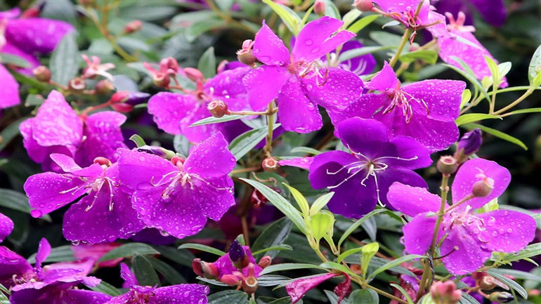 Sắc tím hoa sim. Sắc tím hoa sim.