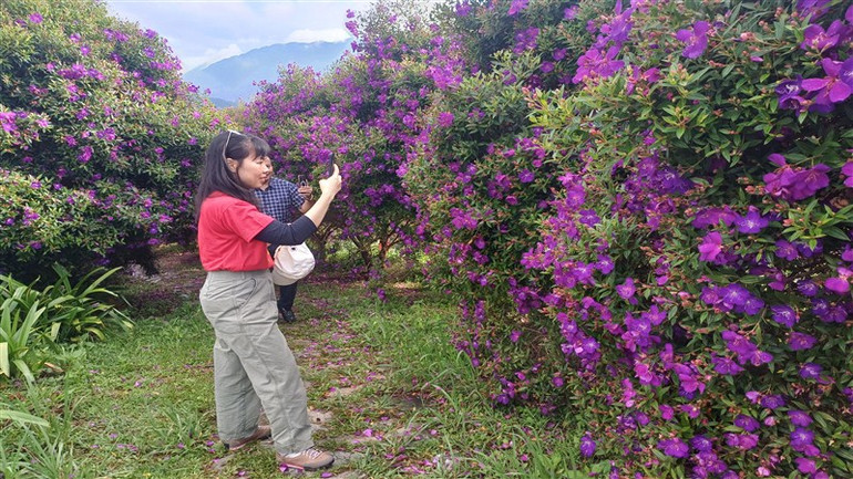 Du khách check-in tại con đường hoa sim. Du khách check-in tại con đường hoa sim.