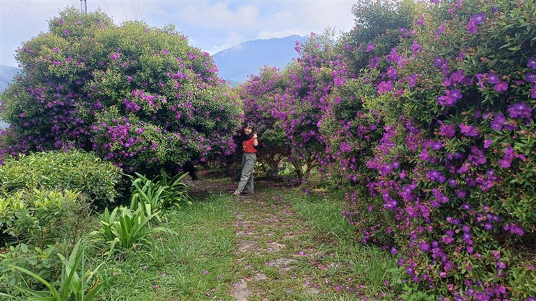 Màu tím yêu thương. Màu tím yêu thương.