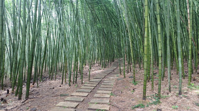 Đường tản bộ trong rừng trúc được thi công nhằm hạn chế tác động đến cảnh quan tự nhiên.