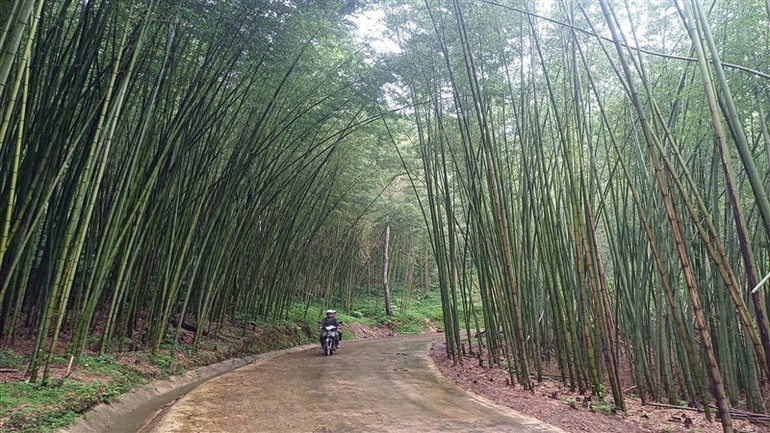 Rừng trúc bản Phường rộng khoảng 30ha.