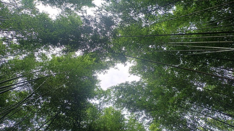 “Lạc” trong rừng trúc ở Nguyên Bình ảnh 6