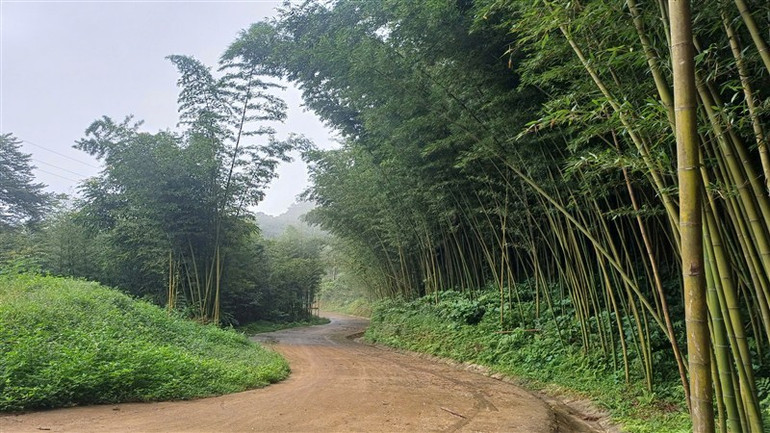 Khung cảnh bình yên, thơ mộng trong khu rừng trúc bản Phường.