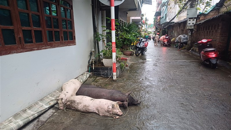 Gia súc của người dân "đi" tránh lũ lụt.