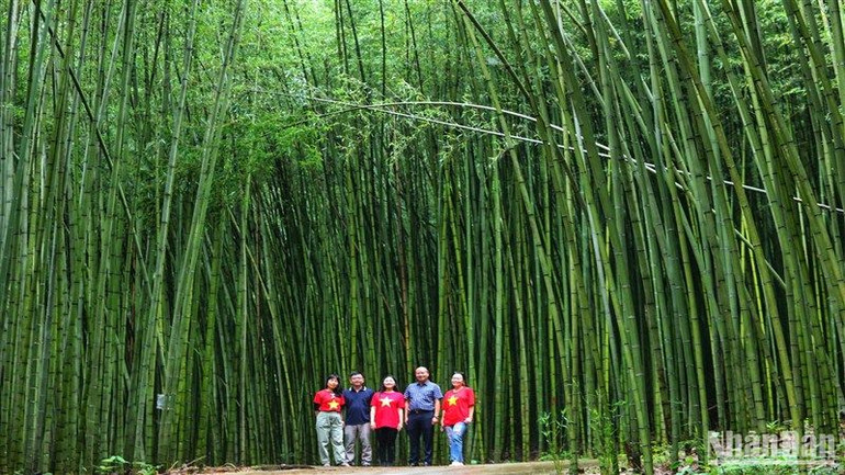 Rừng trúc Bản Phường, xã Thành Công, huyện Nguyên Bình, tỉnh Cao Bằng.