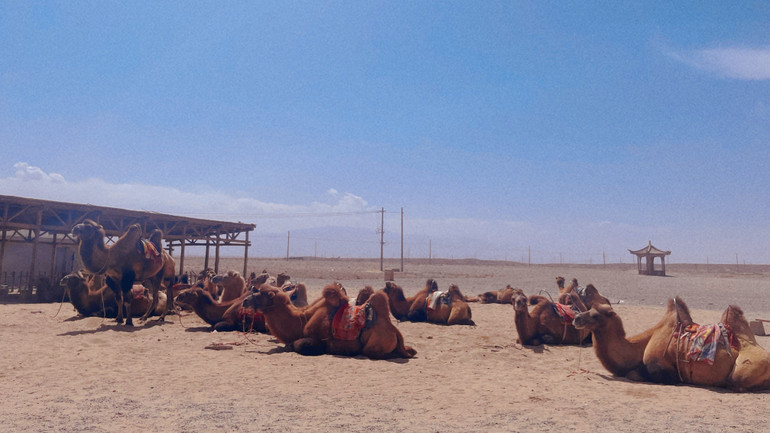 Những chú lạc đà là loài động vật thường gặp ở vùng sa mạc Gobi, tây bắc Trung Quốc.(Ảnh: HỮU HƯNG)