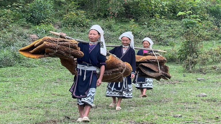Vận chuyển sáp ong về nơi tiến hành chưng cất.