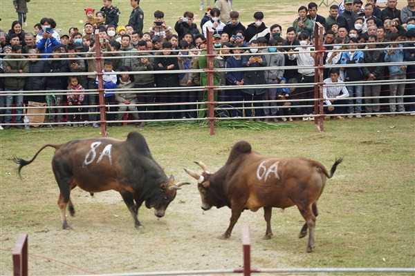 Gườm thế, chuẩn bị tấn công.