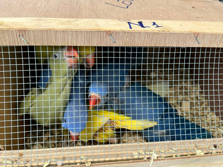 15 cá thể là Vẹt xám châu Phi và Vẹt mào vàng do 2 đối tượng vận chuyển. (Ảnh: Công an Cao Bằng)