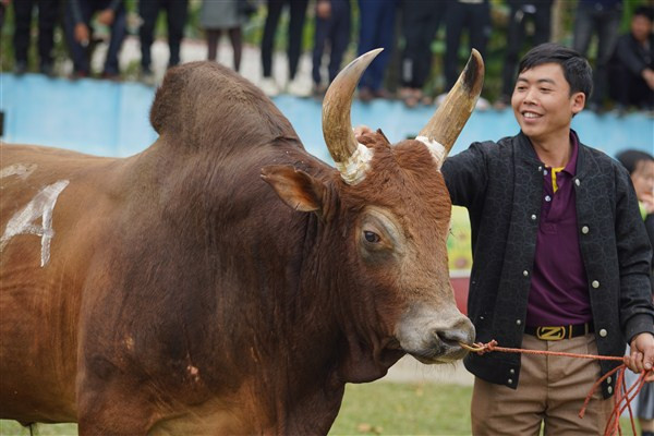 Chủ bò hãnh diện vì "chăm" được chú bò đẹp.