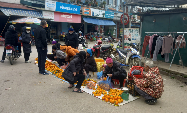 Cây quýt mang lại nguồn thu nhập cao cho nông dân xã Quang Hán, huyện Trùng Khánh, tỉnh Cao Bằng.