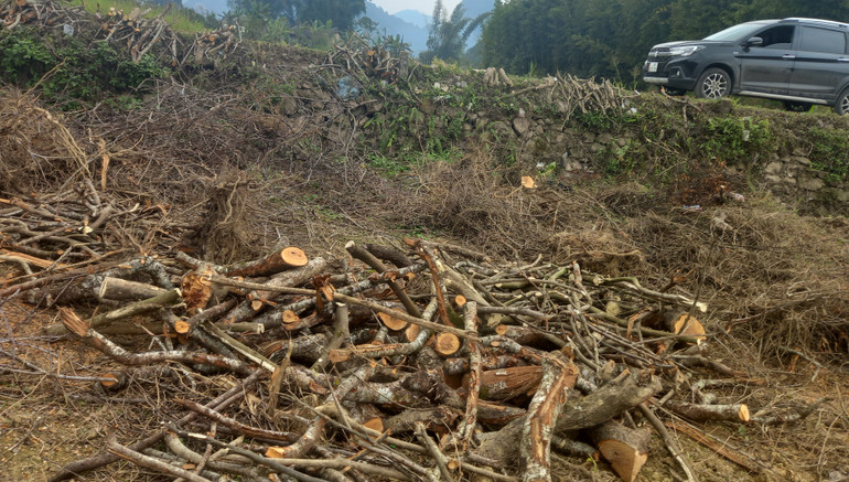 Vườn cây ăn quả bị sâu bệnh, người dân xóm Vững Bền, xã Quang Hán, huyện Trùng Khánh (Cao Bằng) phải chặt bỏ để chuyển đổi cây trồng.