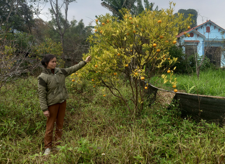 Cây quýt còn sót lại của gia đình bà Lê Thị Nguyệt, xóm Vững Bền, xã Quang Hán, huyện Trùng Khánh (Cao Bằng) có dấu hiệu bị bệnh vàng lá, thối rễ.