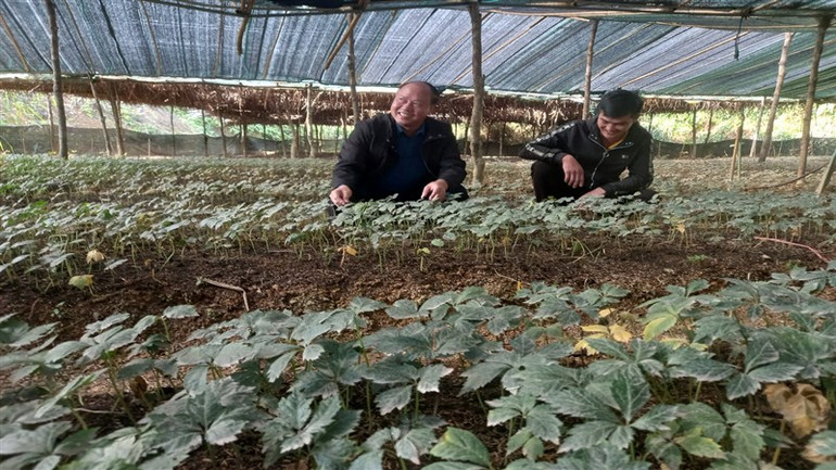 Công ty trách nhiệm hữu hạn Kolia Cao Bằng đã ươm giống, trồng thành công hàng chục nghìn cây sâm, tam thất, bảy lá một hoa tại xã Thành Công, huyện Nguyên Bình, tỉnh Cao Bằng.