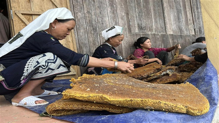 Sáp ong được bẻ nhỏ trước khi tiến hành chưng cất.