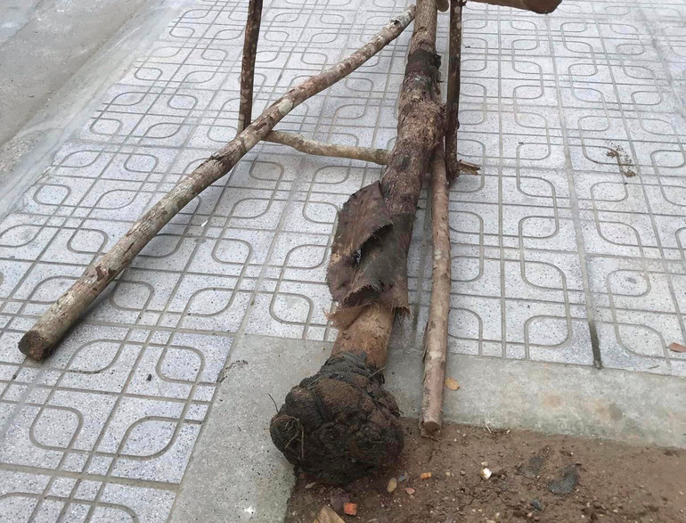 Cây xanh bị đổ tại phố Xuân Trường, phường Hợp Giang, thành phố Cao Bằng.