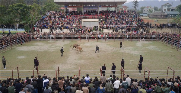 Khán giả "len" kín sân vận động huyện Hà Quảng theo dõi các trận chọi bò.