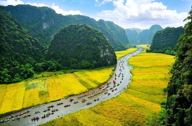 Mùa vàng ở Tam Cốc. (Ảnh Ninh Mạnh Thắng)