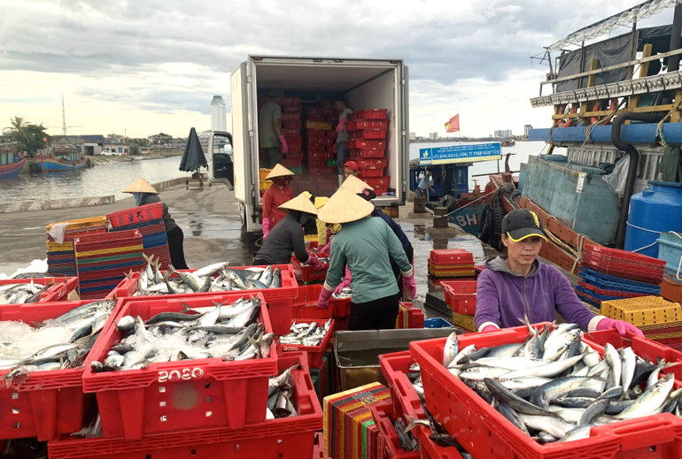 Cá về Cảng cá Nhật Lệ, thành phố Đồng Hới (Quảng Bình).