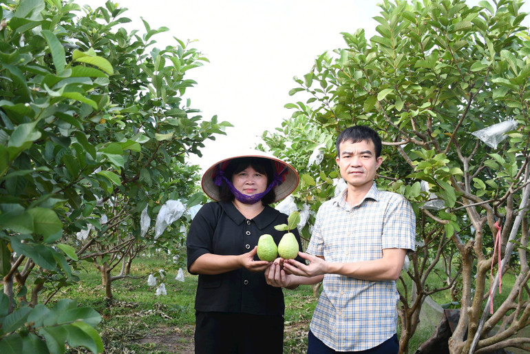 Ổi lê trồng ở Tân Yên thơm, ngon, cùi dày, ít hạt. Ảnh: VĂN HỌC