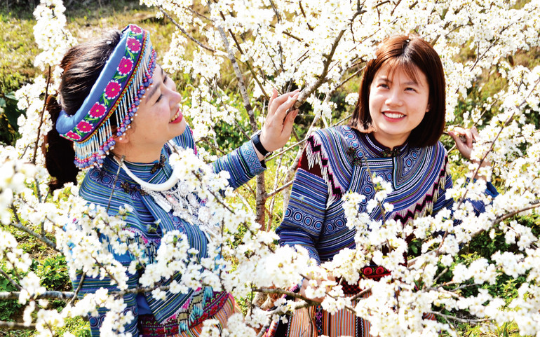 Những cô gái vùng cao khoác lên mình áo váy sắc màu, xúng xính, nở nụ cười đầy ngọt ngào, e lệ bên những vườn hoa mận tinh khôi.