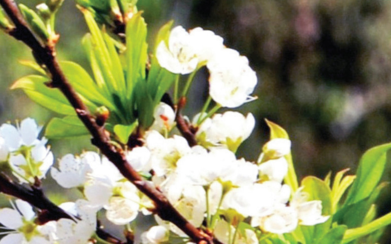 Hoa mận Tam hoa lung linh trong ánh nắng mùa xuân.