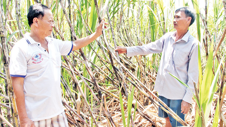 Người trồng mía lo lắng vì nhà máy đường đóng cửa, giá thu mua giảm.