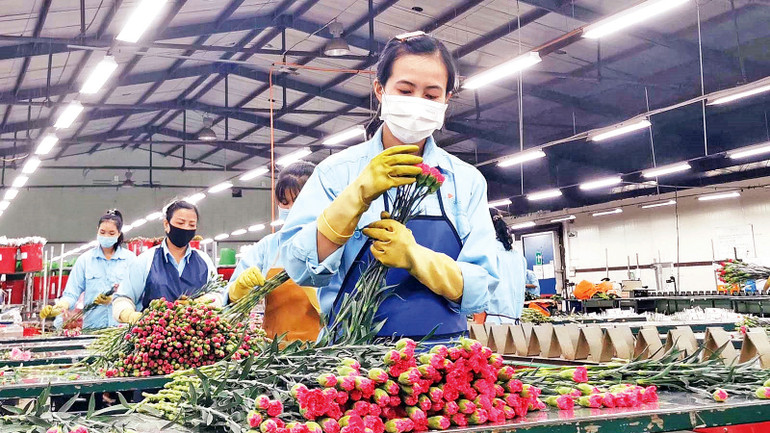 Sản xuất hoa công nghệ cao tại doanh nghiệp FDI-Công ty TNHH Dalat Hasfarm, thành phố Ðà Lạt, Lâm Ðồng. Sản xuất hoa công nghệ cao tại doanh nghiệp FDI-Công ty TNHH Dalat Hasfarm, thành phố Ðà Lạt, Lâm Ðồng.