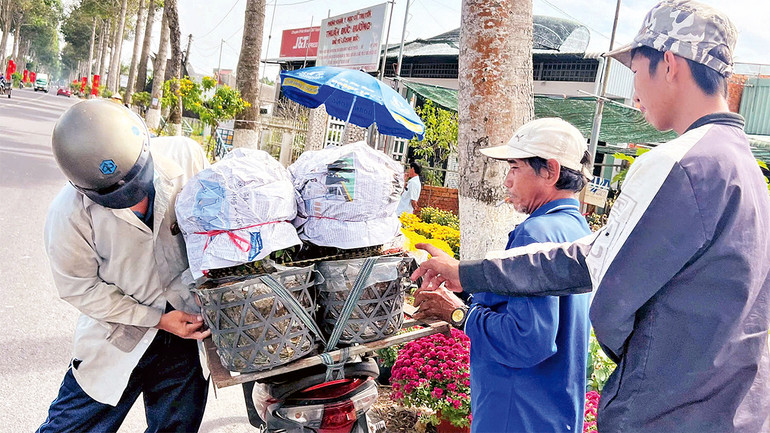 Nông dân Sa Ðéc vận chuyển hoa giao cho khách trưng Tết. Nông dân Sa Ðéc vận chuyển hoa giao cho khách trưng Tết.