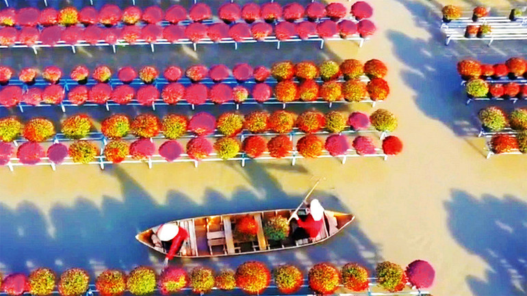 Du khách tham quan vườn cúc mâm xôi đa sắc tại làng hoa Sa Ðéc. Du khách tham quan vườn cúc mâm xôi đa sắc tại làng hoa Sa Ðéc.