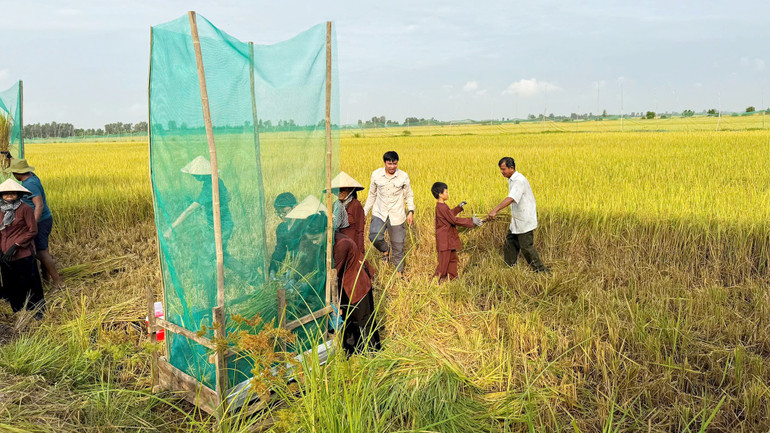 Du khách trải nghiệm cắt và đập lúa thủ công bằng tay ngay tại ruộng.