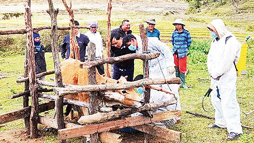 Cán bộ Thú y điều trị bệnh lở mồm long móng trên đàn trâu, bò của các hộ đồng bào dân tộc thiểu số tại xã Xốp, huyện Ðăk Glei.