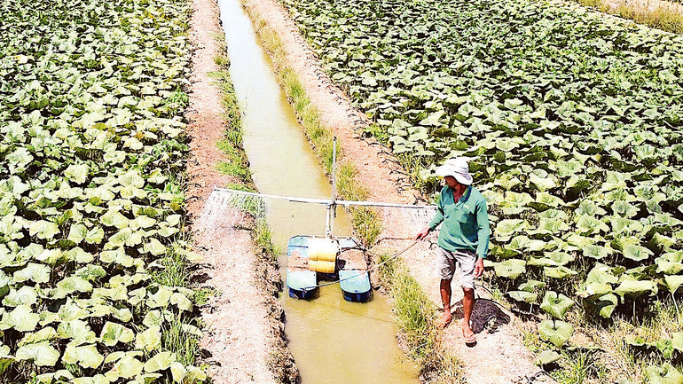 Nông dân Ấp 4 (xã Trần Hợi, huyện Trần Văn Thời) trồng bí đỏ giúp tiết kiệm nước tưới trong mùa khô hạn. Nông dân Ấp 4 (xã Trần Hợi, huyện Trần Văn Thời) trồng bí đỏ giúp tiết kiệm nước tưới trong mùa khô hạn.