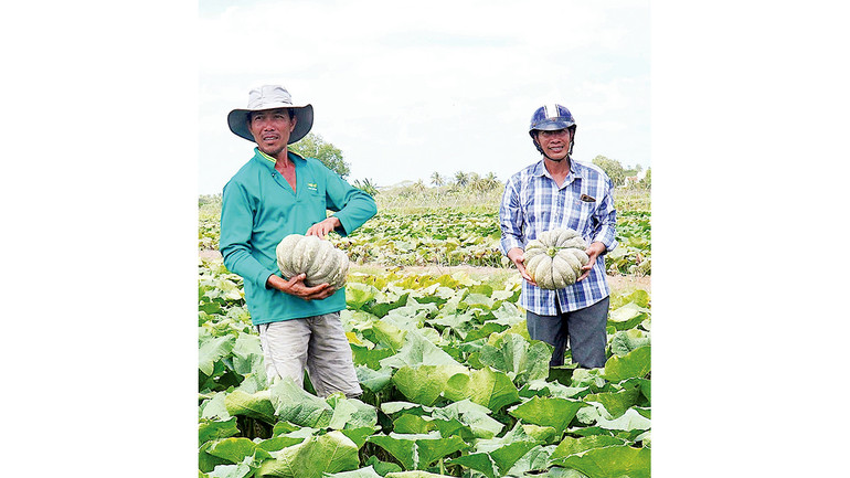 Ruộng trồng bí đỏ khoảng 5 ha giúp gia đình ông Hoan (áo thun xanh) thu lợi nhuận hơn 400 triệu đồng trong mùa khô 2025 này. Ruộng trồng bí đỏ khoảng 5 ha giúp gia đình ông Hoan (áo thun xanh) thu lợi nhuận hơn 400 triệu đồng trong mùa khô 2025 này.