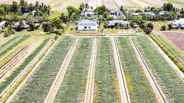 Ðồng lúa mùa khô hạn ở vùng ngọt huyện Trần Văn Thời được phủ xanh rau màu tươi tốt. Ðồng lúa mùa khô hạn ở vùng ngọt huyện Trần Văn Thời được phủ xanh rau màu tươi tốt.