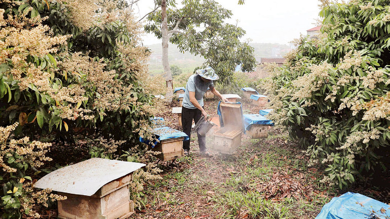 Hợp tác xã nuôi ong Phồn Nhị, xã Phúc Hòa có hơn 400 đàn ong mật bản địa, dự kiến thu hoạch 1.500 lít mật.