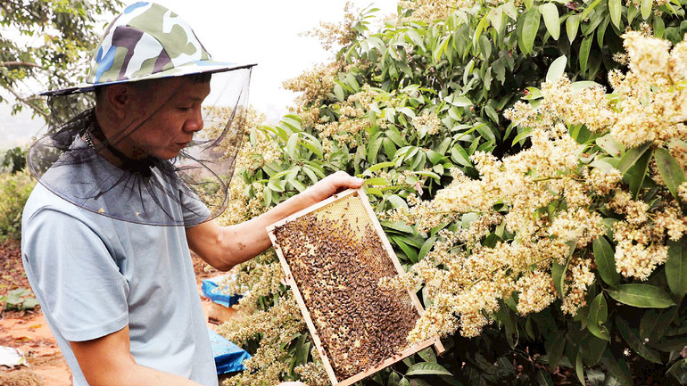 Hội viên hợp tác xã nuôi ong Phồn Nhị, xã Phúc Hòa thu hoạch mật ong.