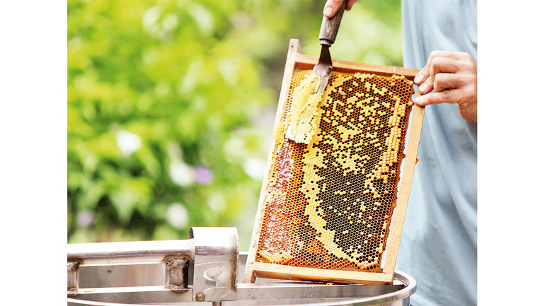 Sản phẩm mật thu hoạch sớm.