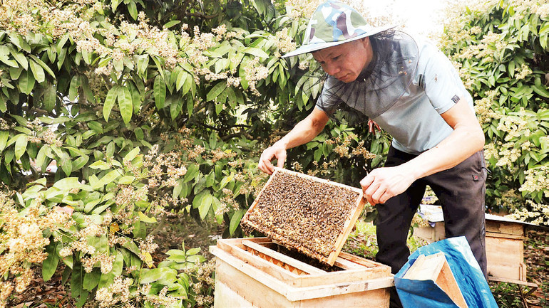 Thu hoạch mật ong hoa vải sớm.