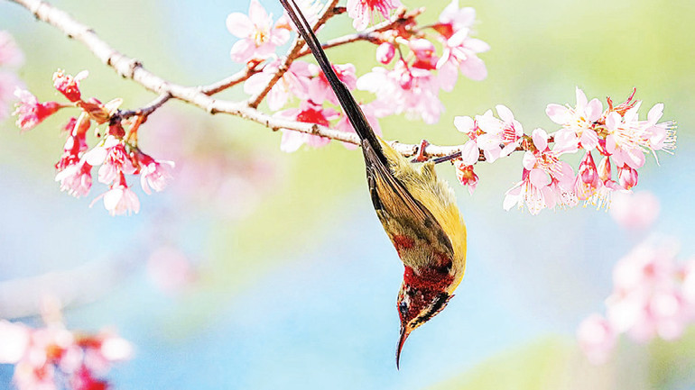 Hoa mai anh đào được xem là “sứ giả” mùa xuân Ðà Lạt. Hoa mai anh đào được xem là “sứ giả” mùa xuân Ðà Lạt.