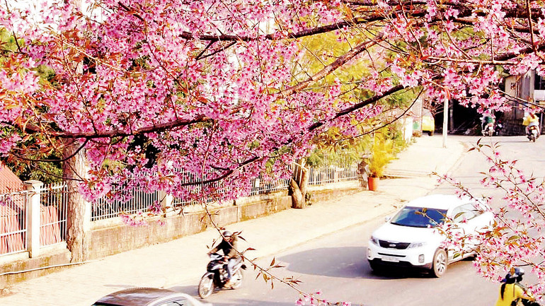 Trên nhiều cung đường Ðà Lạt rợp sắc hồng hoa mai anh đào. Trên nhiều cung đường Ðà Lạt rợp sắc hồng hoa mai anh đào.