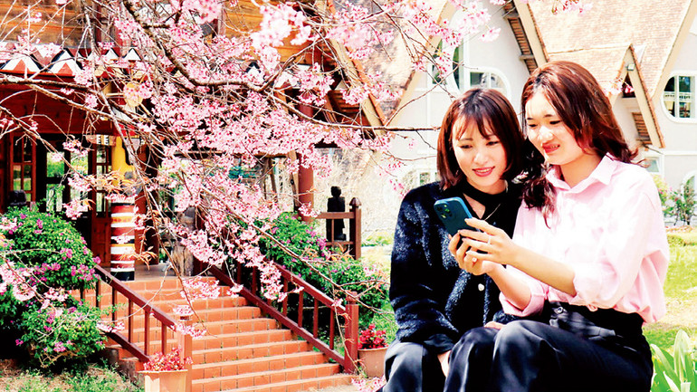 Lưu dấu kỷ niệm cùng hoa mai anh đào ở phố núi Ðà Lạt. Lưu dấu kỷ niệm cùng hoa mai anh đào ở phố núi Ðà Lạt.